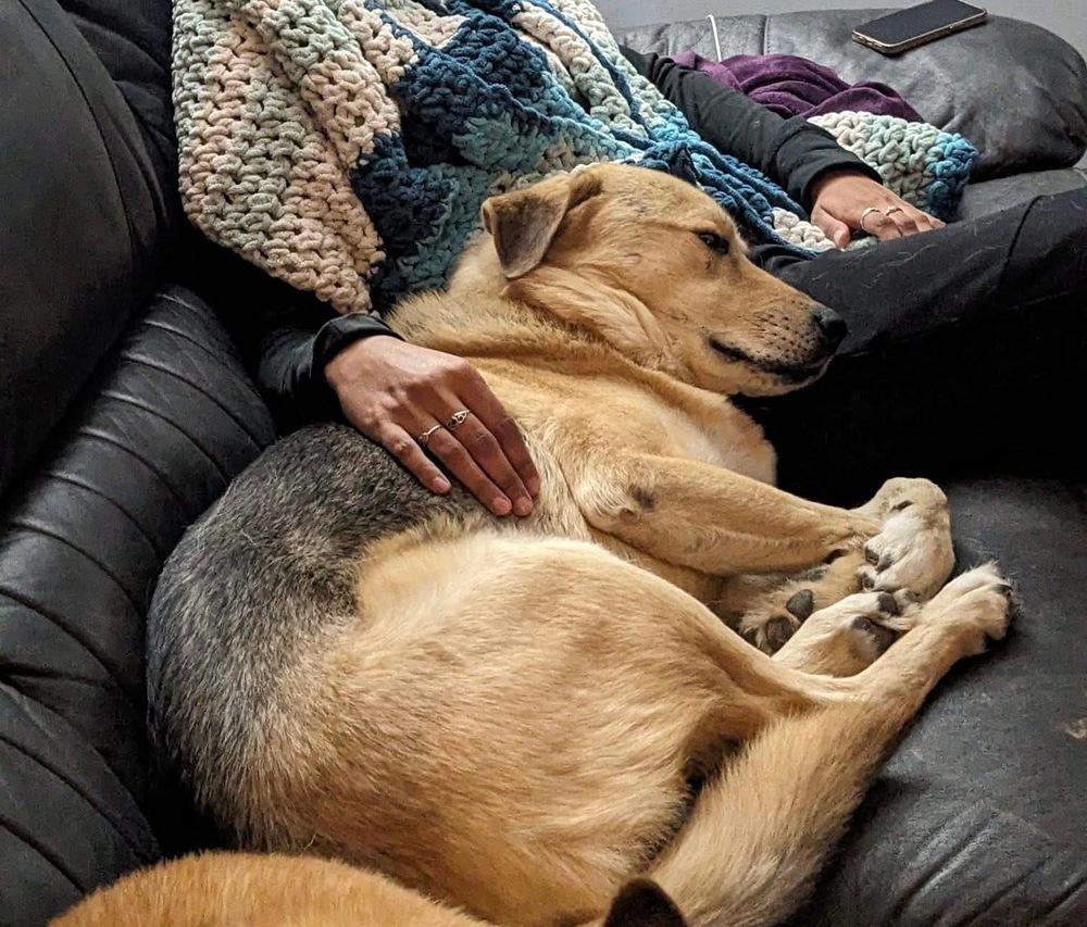 Enlarge Crash, a Adoptable mixed breed in Galena, OH image 4/6