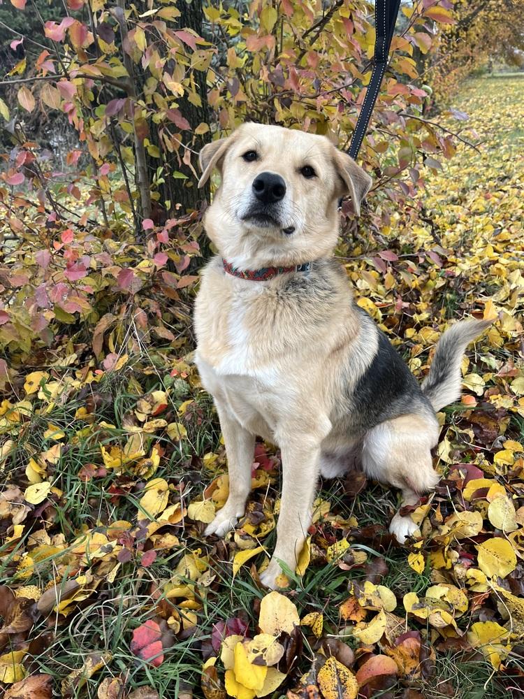 Enlarge Crash, a Adoptable mixed breed in Galena, OH image 3/4