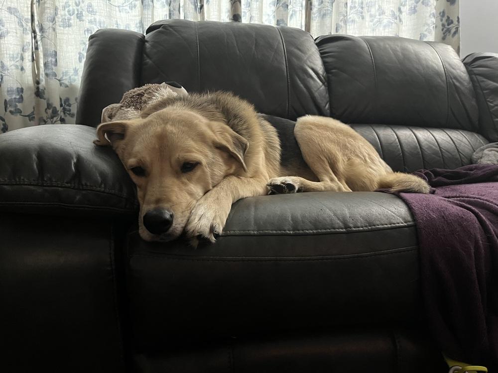 Enlarge Crash, a Adoptable mixed breed in Galena, OH image 4/4