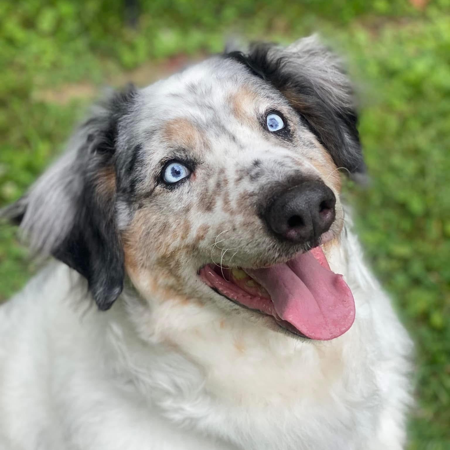Gunner, Senior Male unknown