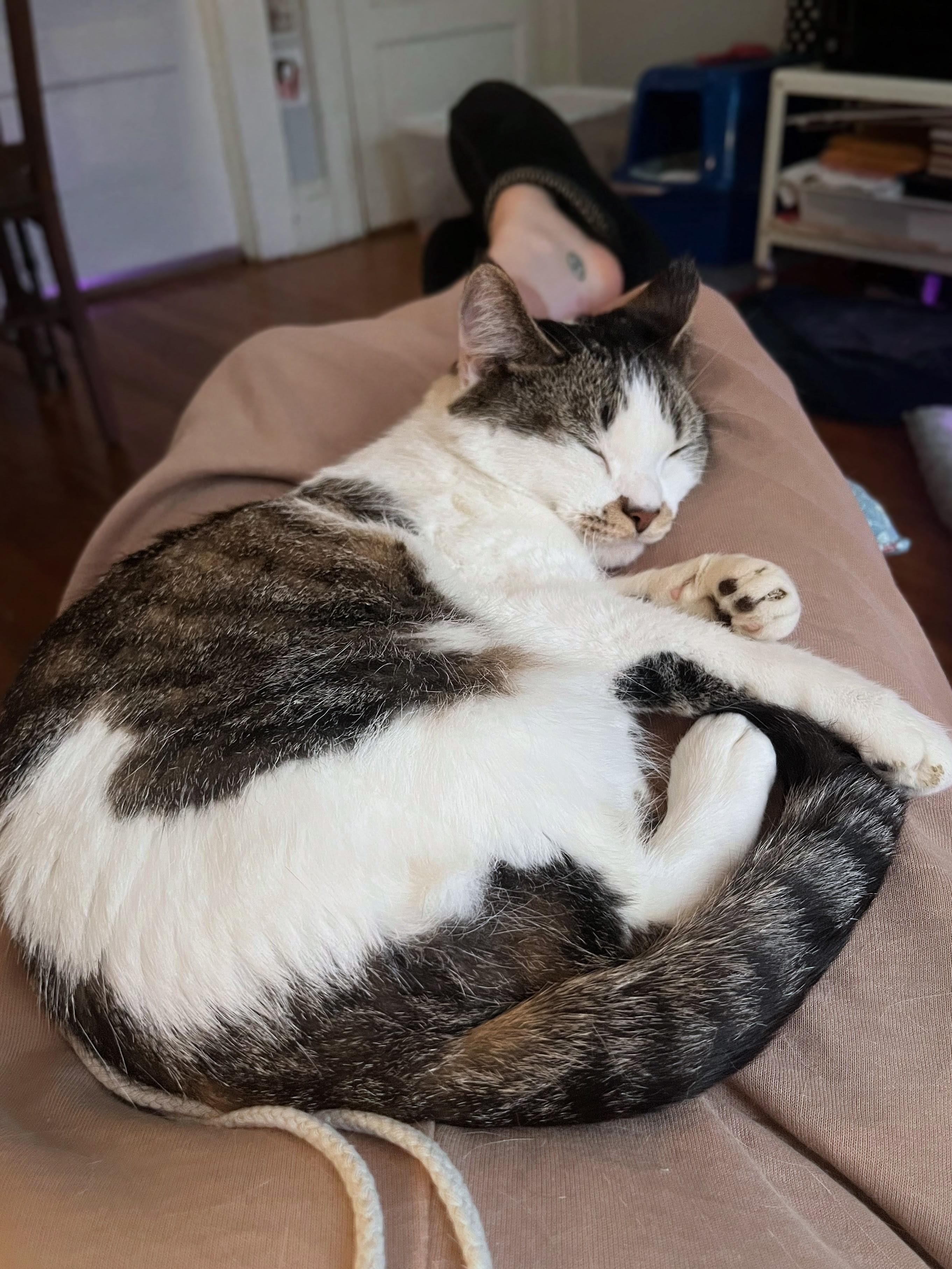 Sprout, an adopted Domestic Short Hair in Ridgewood, NY image 4/4
