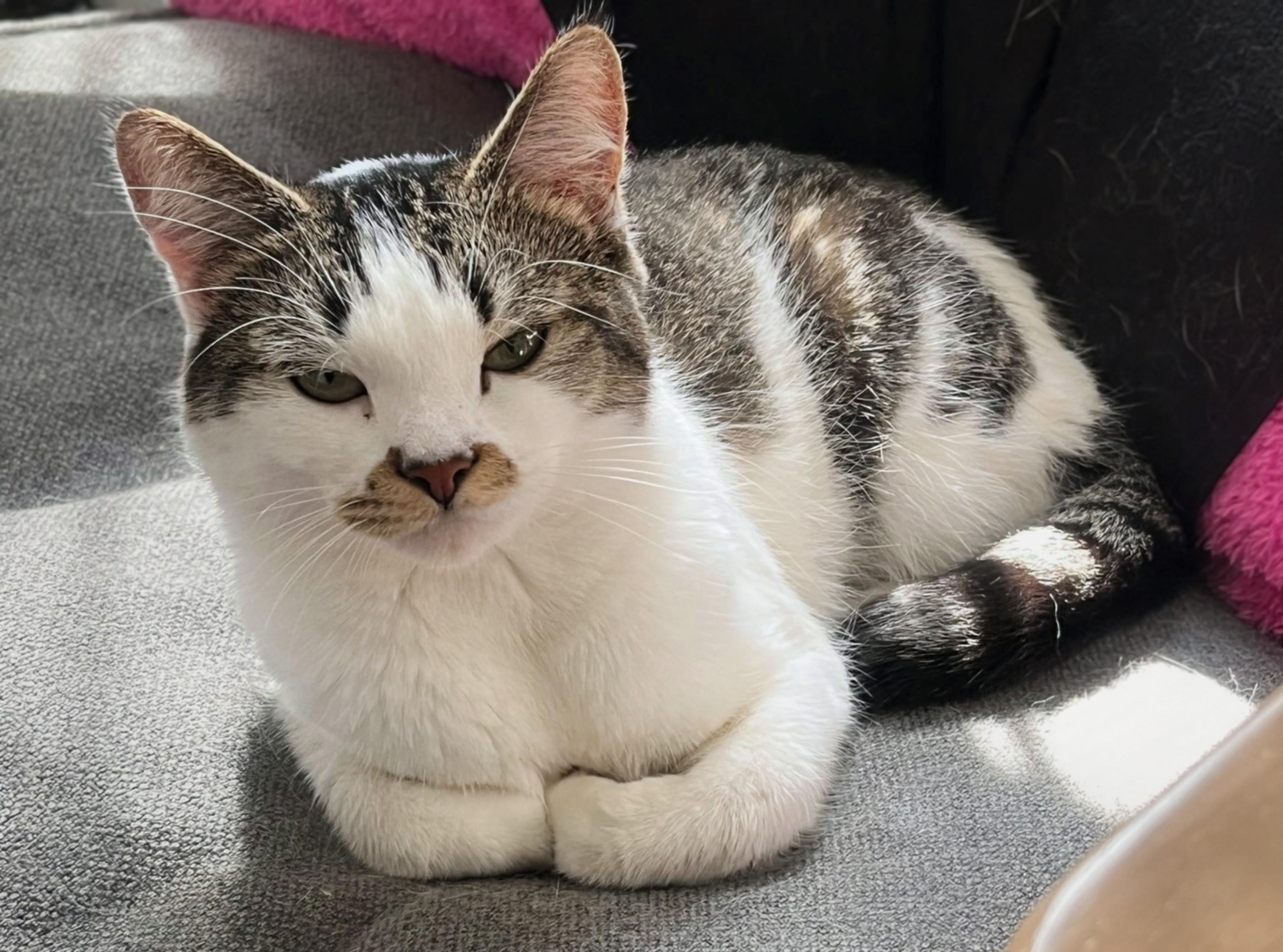 Sprout, adopted, Kitten Female Domestic Short Hair.