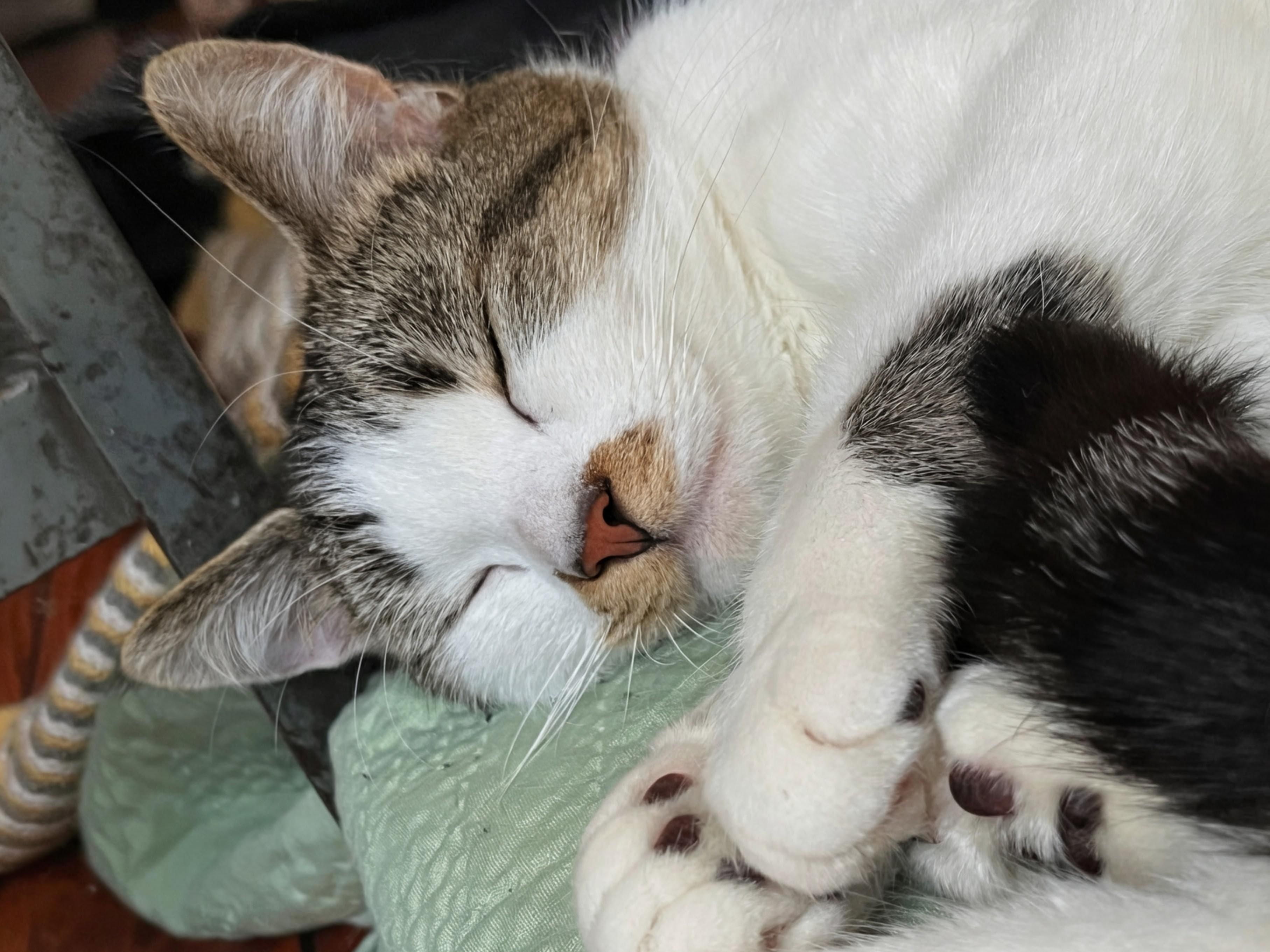 Sprout, an adopted Domestic Short Hair in Ridgewood, NY image 3/4