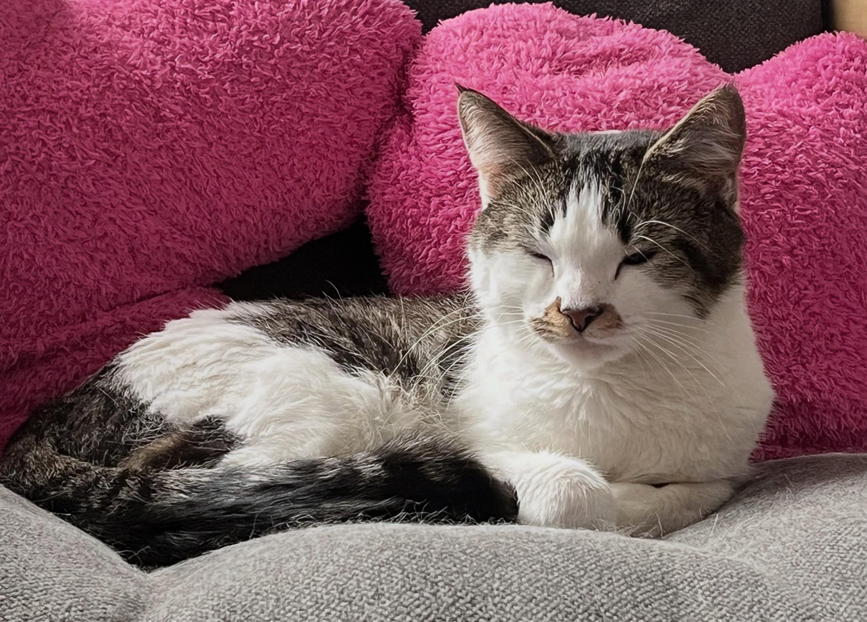 Sprout, an adopted Domestic Short Hair in Ridgewood, NY image 2/4