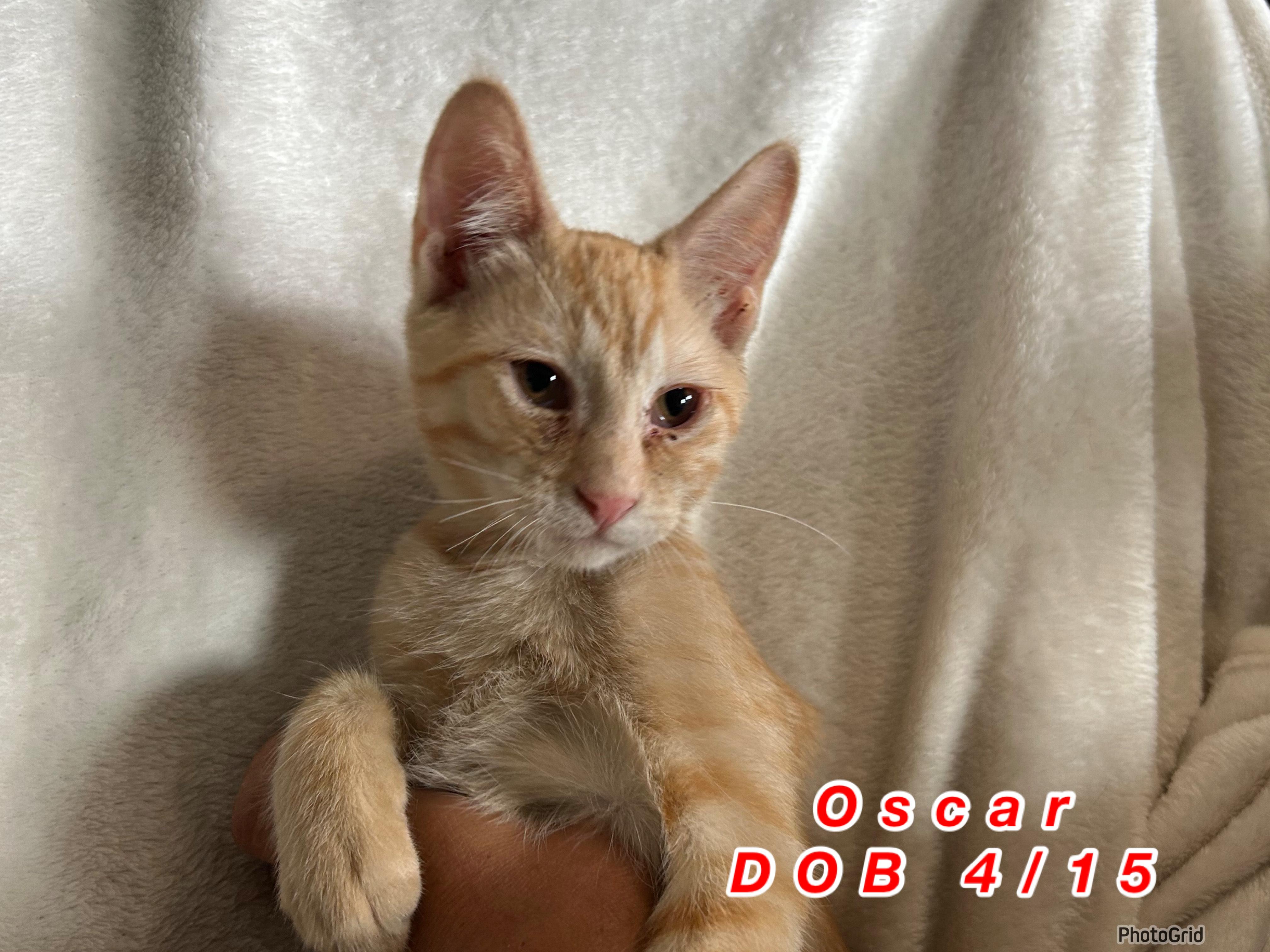 Oscar, Adoptable, Kitten Male Domestic Short Hair.