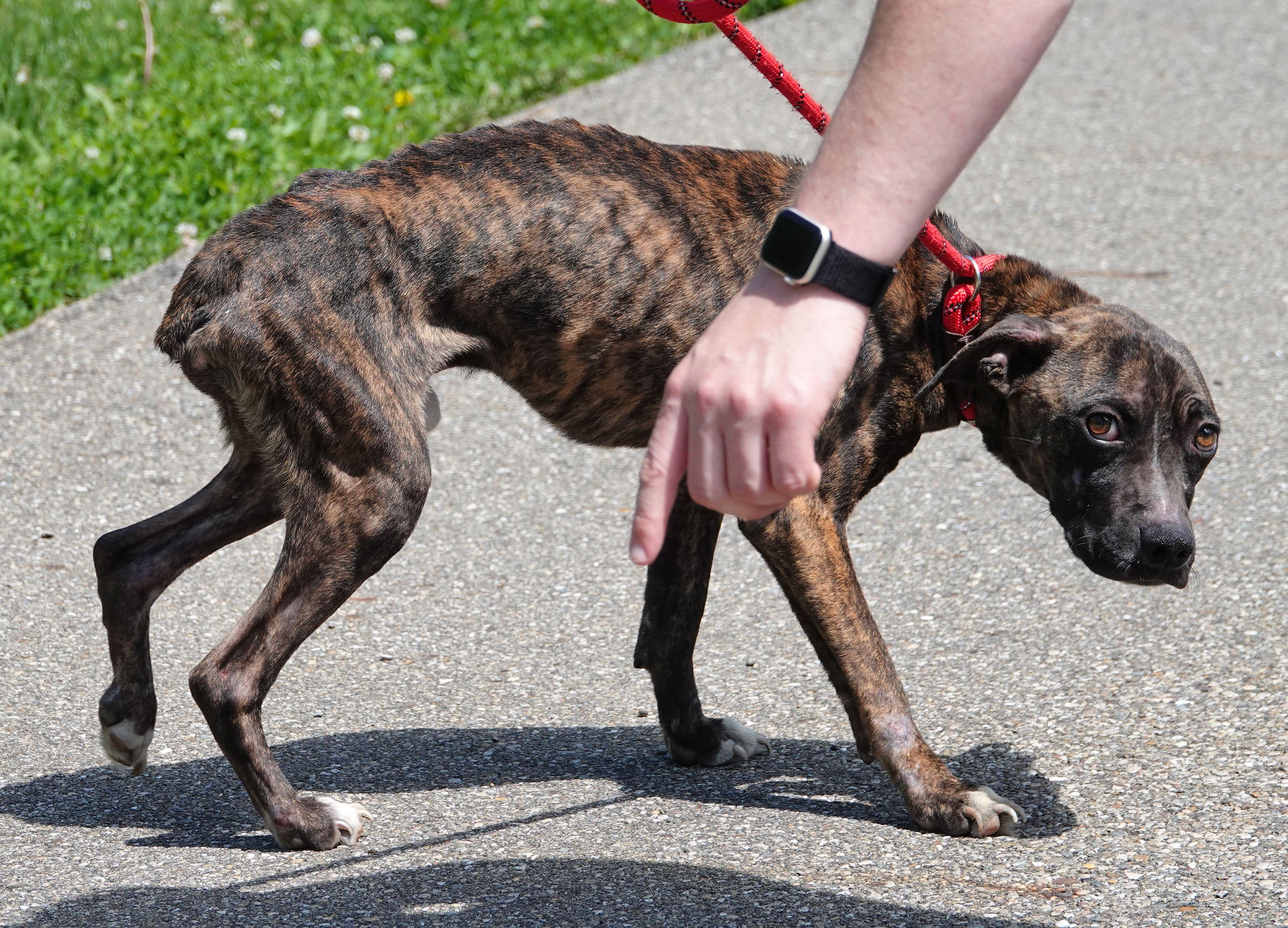 Enlarge Twig, a ADOPTABLE mixed breed in Millfield, OH image 3/3