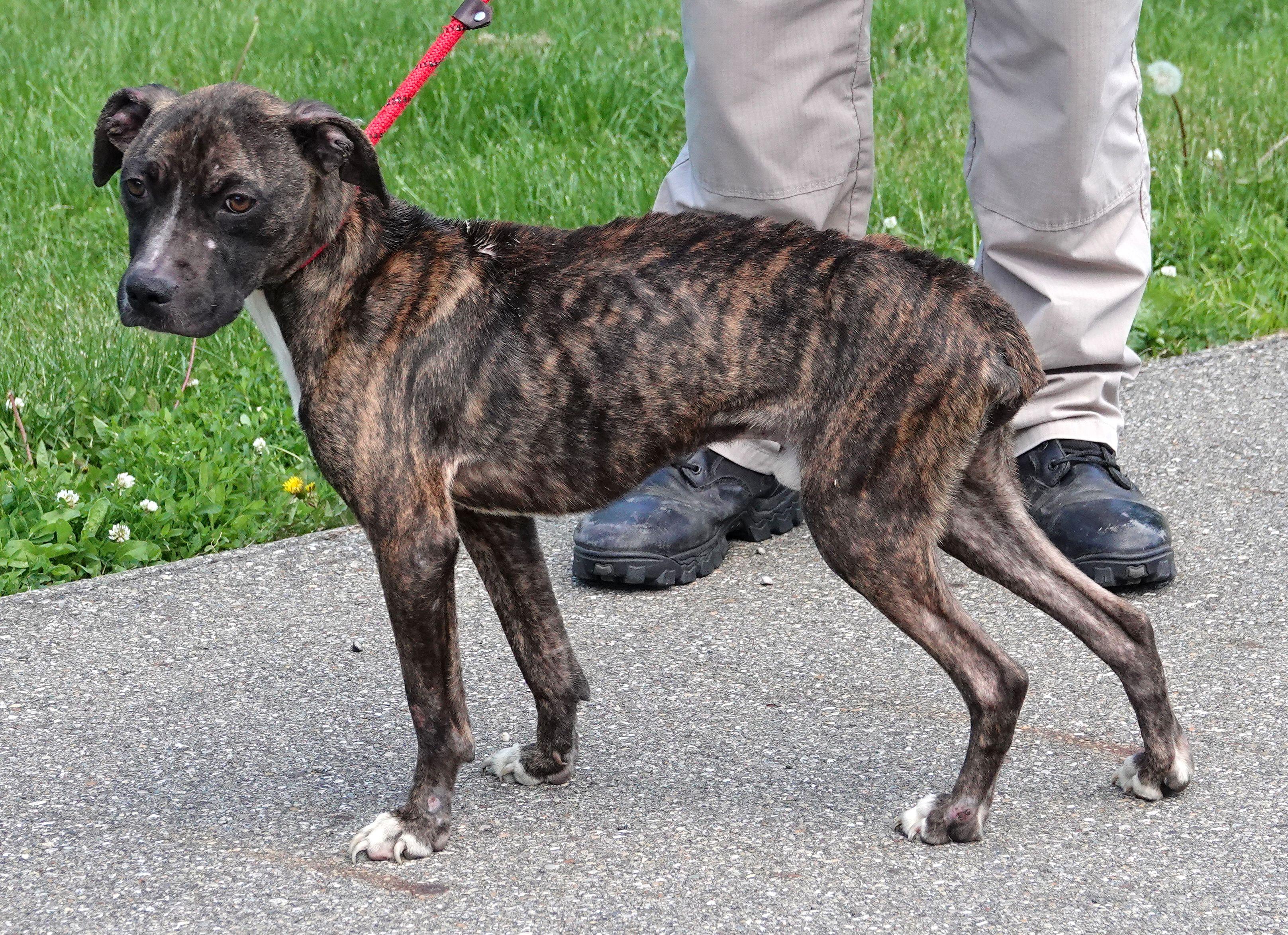 Enlarge Twig, a ADOPTABLE mixed breed in Millfield, OH image 2/3