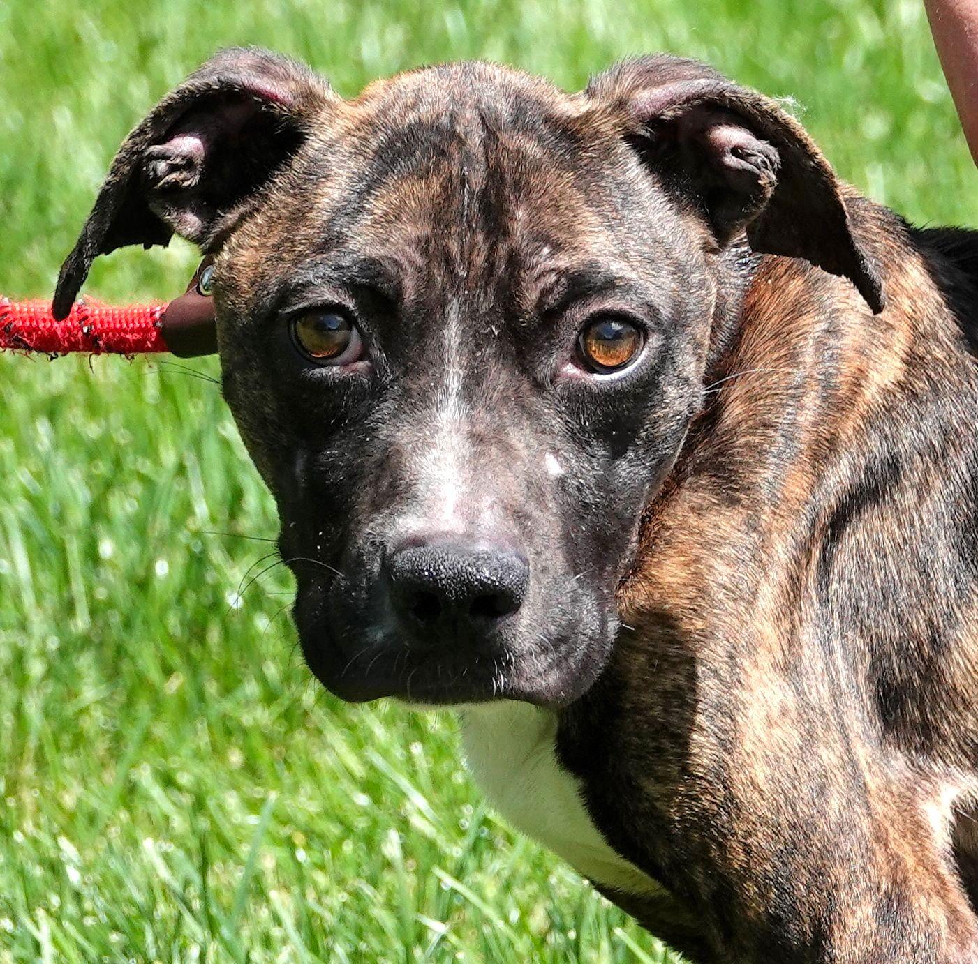 Twig, ADOPTABLE, Adult Male Boxer.