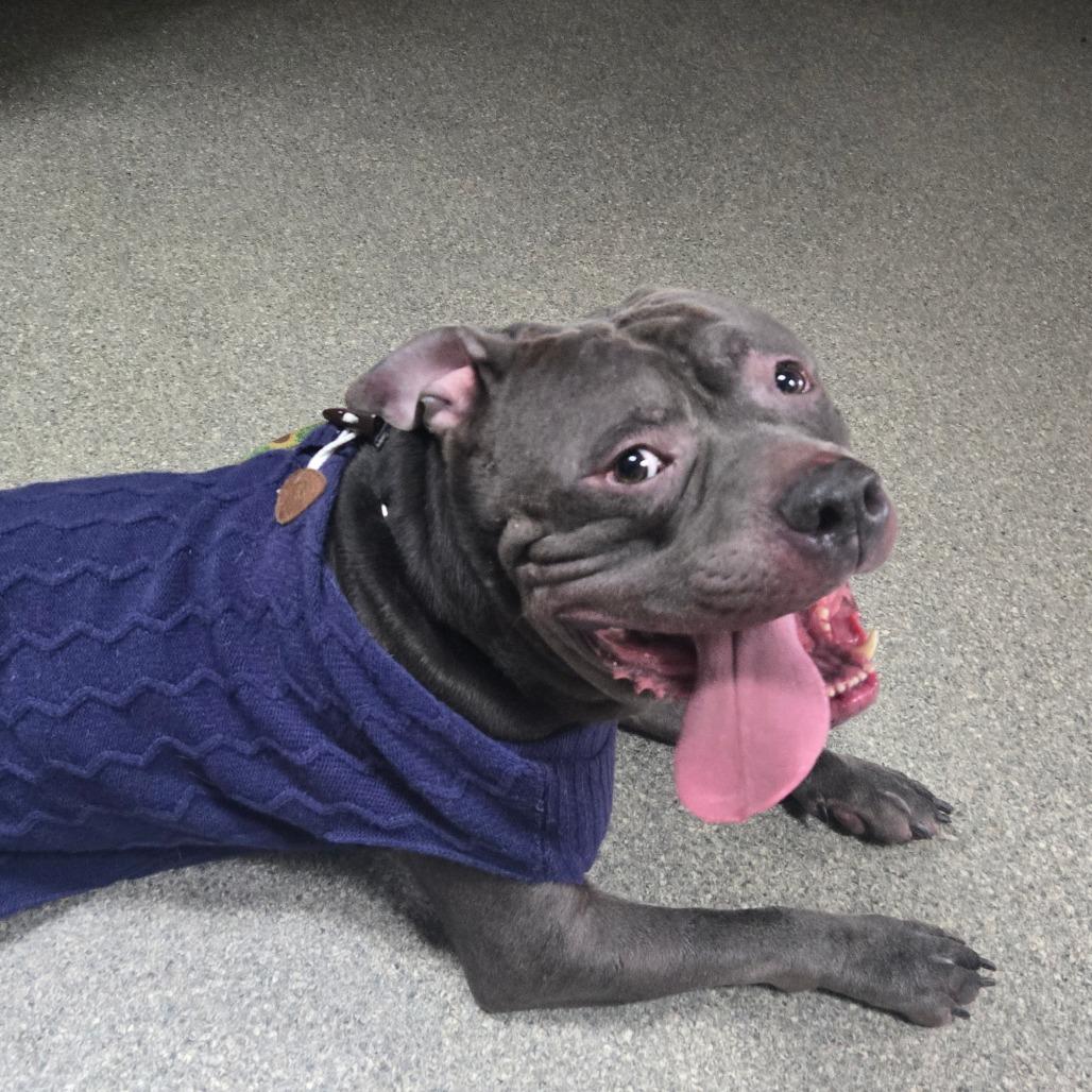 Reggie, Adoptable, Adult Male Pit Bull Terrier.