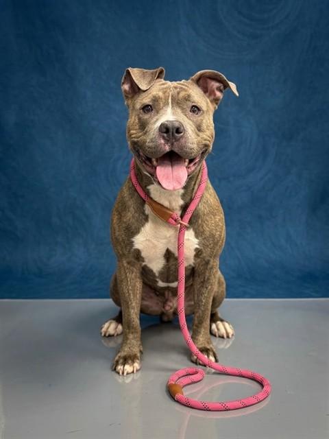 KELLY, Adoptable, Adult Female Pit Bull Terrier.