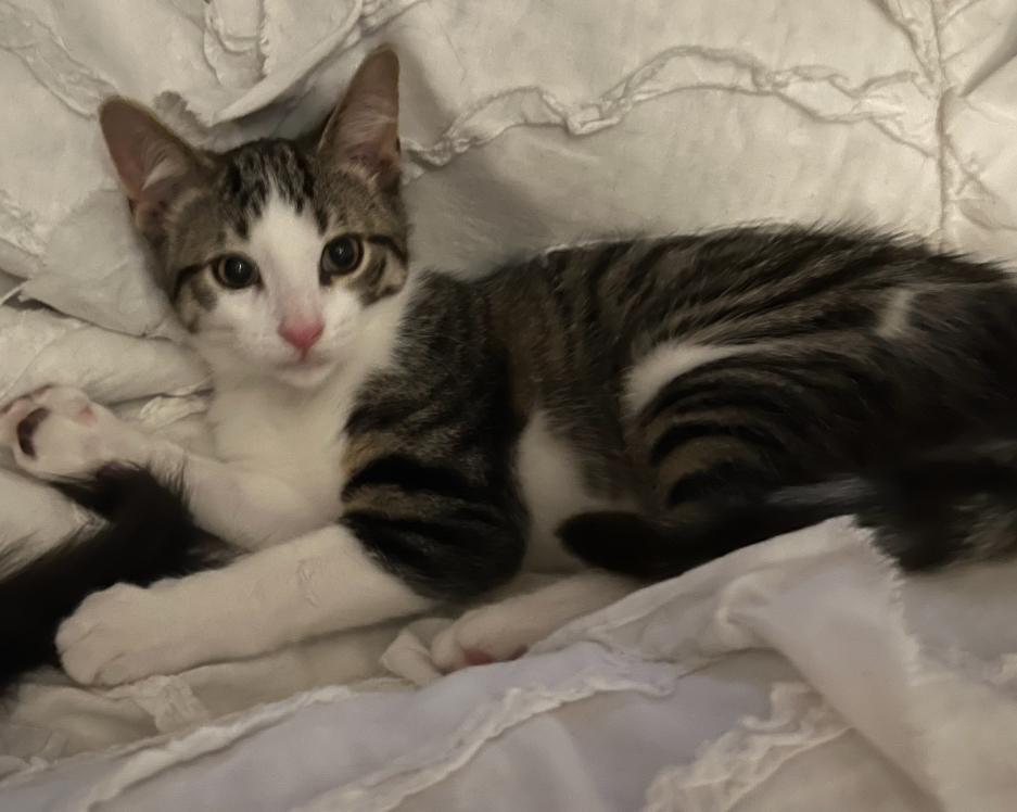 Lukas, Adoptable, Adult Male Tabby.