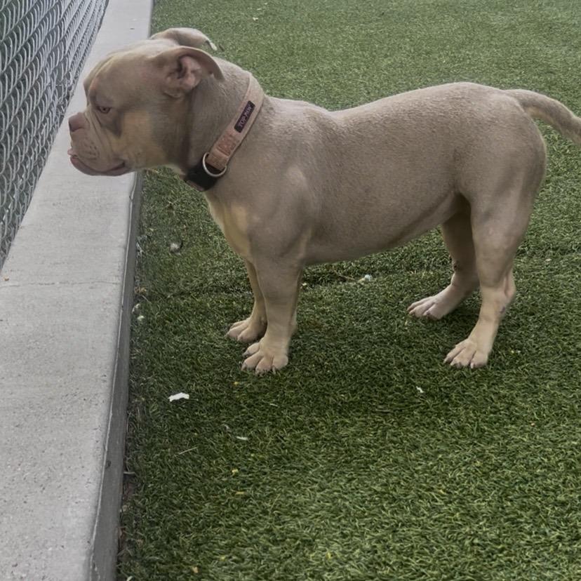 Enlarge Namari, a Adoptable mixed breed in Galveston, TX image 1/4