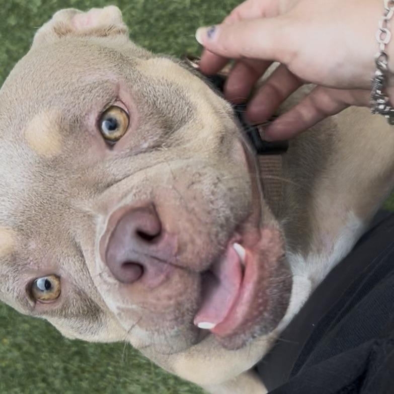 Enlarge Namari, a Adoptable mixed breed in Galveston, TX image 4/4