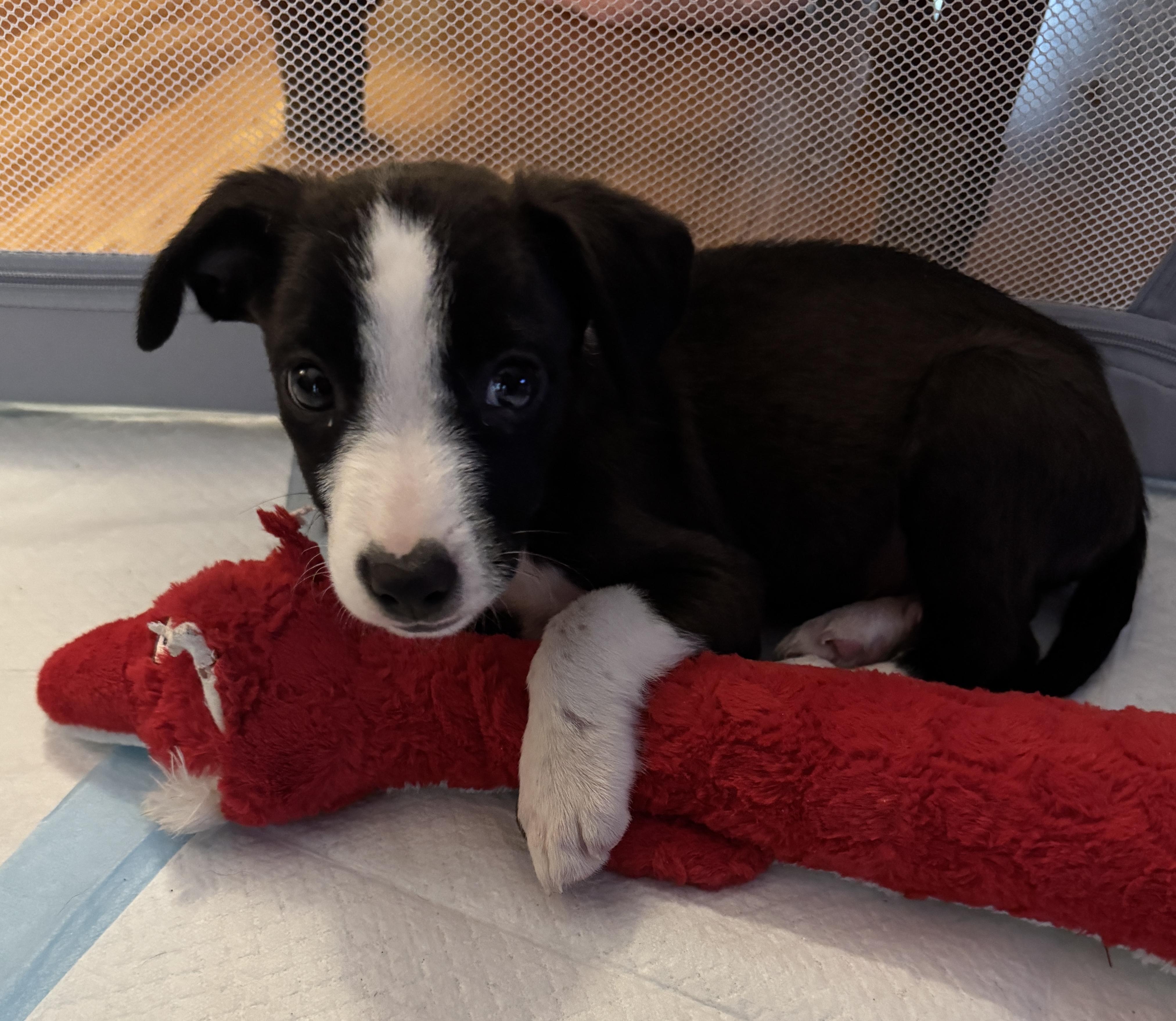Ash, Adoptable, Puppy Male Collie & Terrier.
