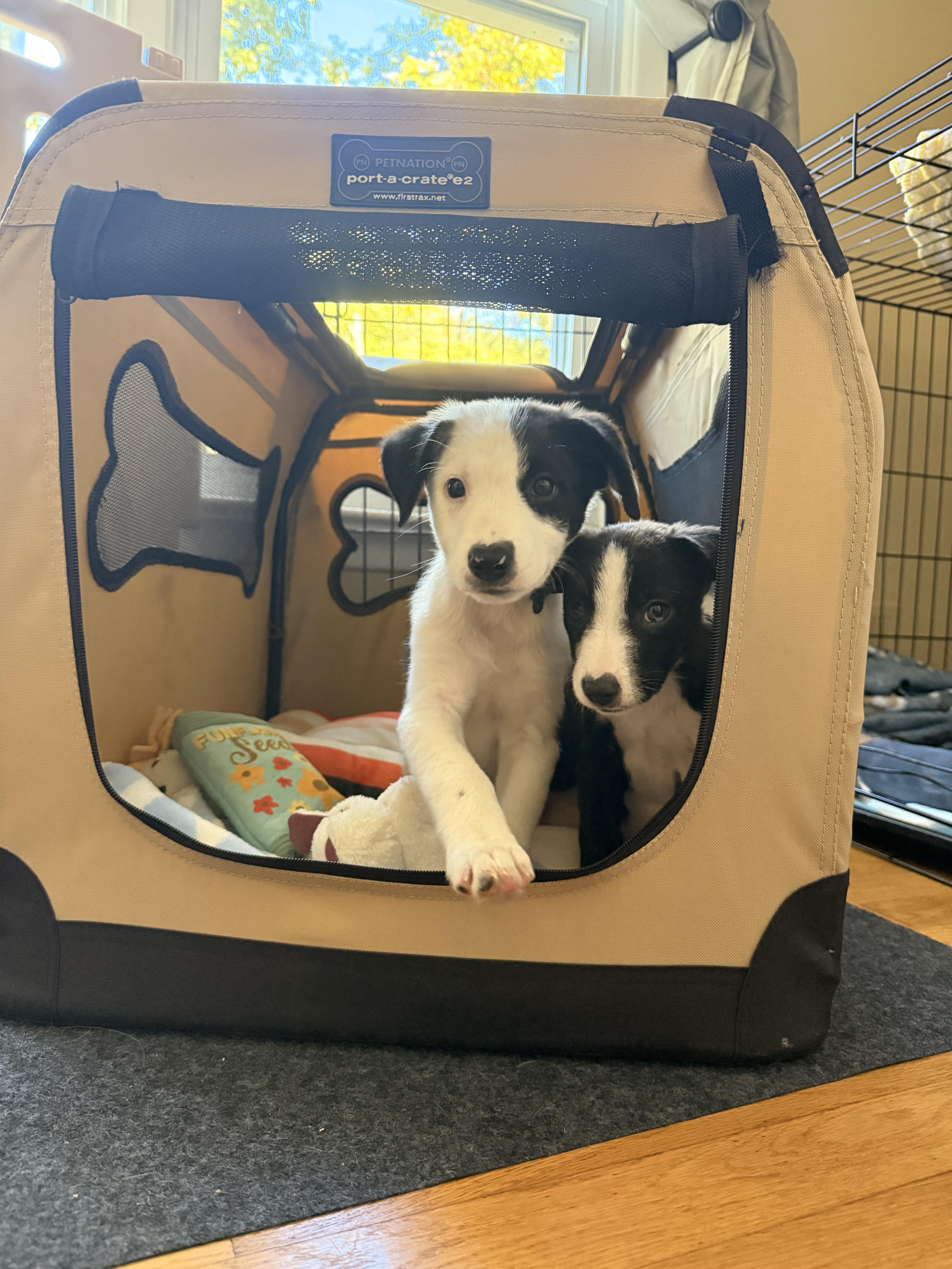 Enlarge Ash, a Adoptable mixed breed in Randolph, NJ image 6/6