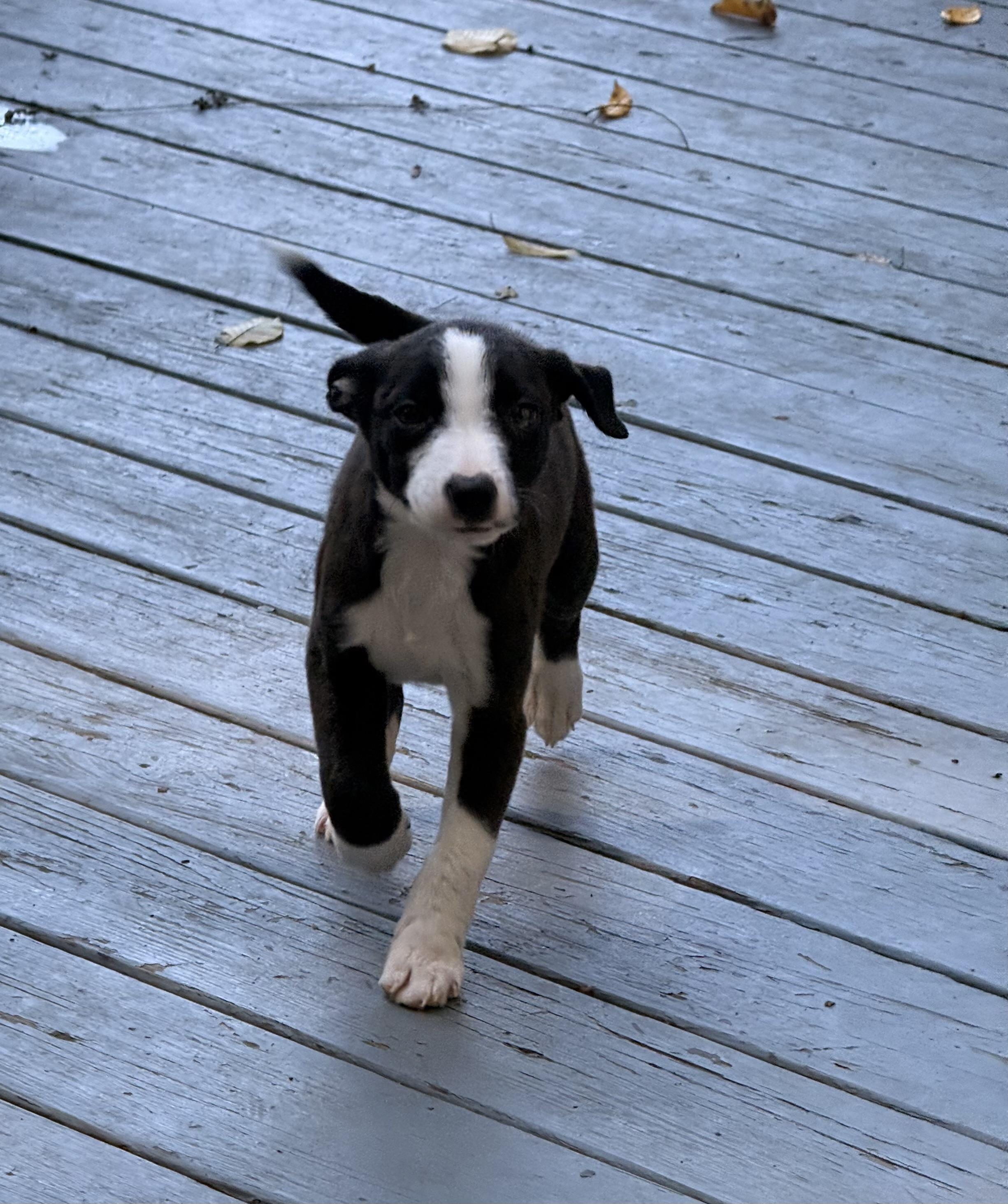 Enlarge Ash, a Adoptable mixed breed in Randolph, NJ image 2/6