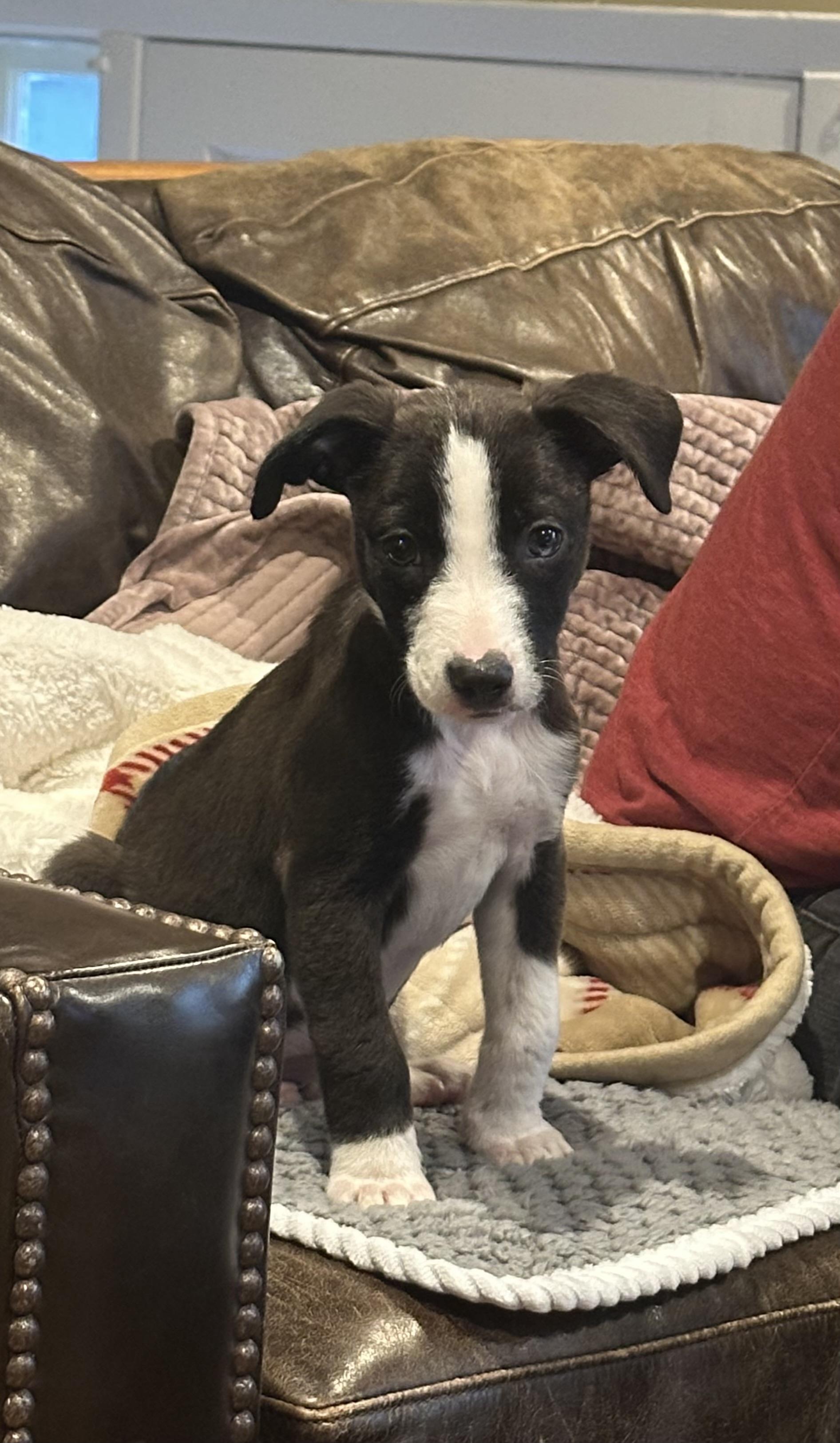 Ash, Adoptable, Puppy Male Collie & Terrier.