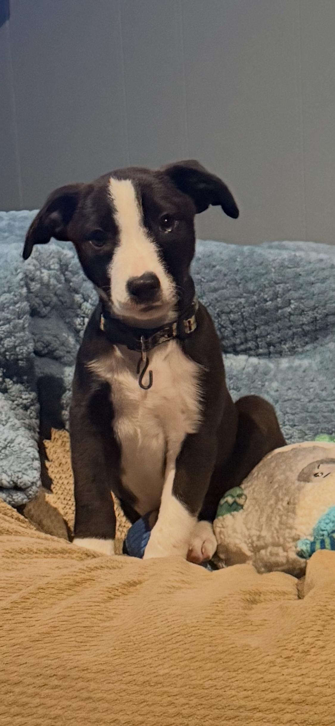 Ash, Adoptable, Puppy Male Terrier & Labrador Retriever.