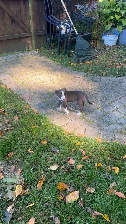 Enlarge Ash, a Adoptable mixed breed in Randolph, NJ video 5/6