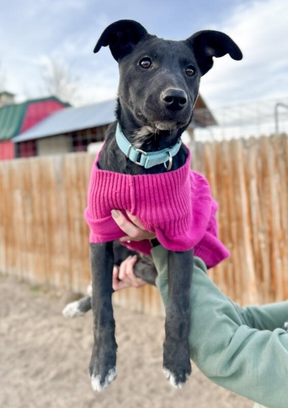 Harlow, Adoptable, Puppy Female Mixed Breed & Mixed Breed.