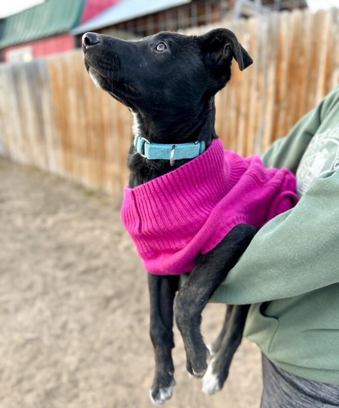 Enlarge Harlow, a Adoptable mixed breed in Windsor, CO image 3/6