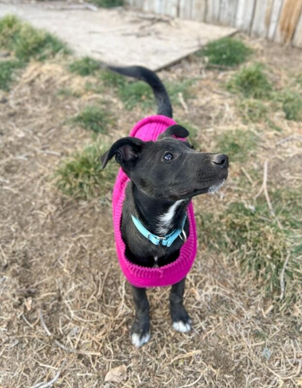 Enlarge Harlow, a Adoptable mixed breed in Windsor, CO image 4/6