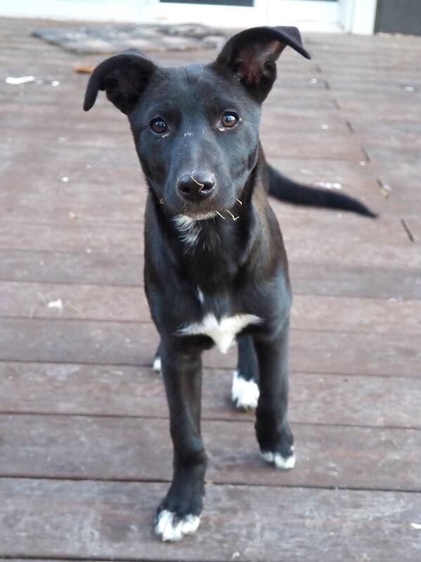 Enlarge Harlow, a Adoptable mixed breed in Windsor, CO image 5/6