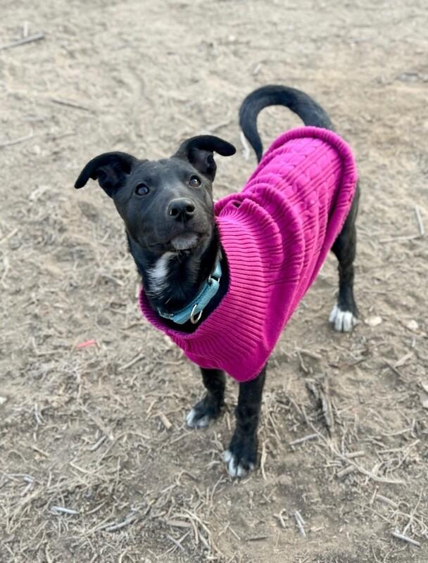 Enlarge Harlow, a Adoptable mixed breed in Windsor, CO image 6/6