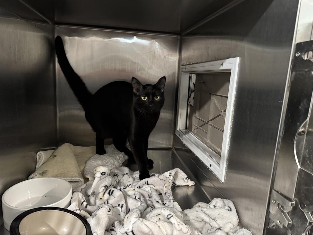 Enlarge Thomas  (Tomahawk), a Adoptable mixed breed in Pahrump, NV image 1/2