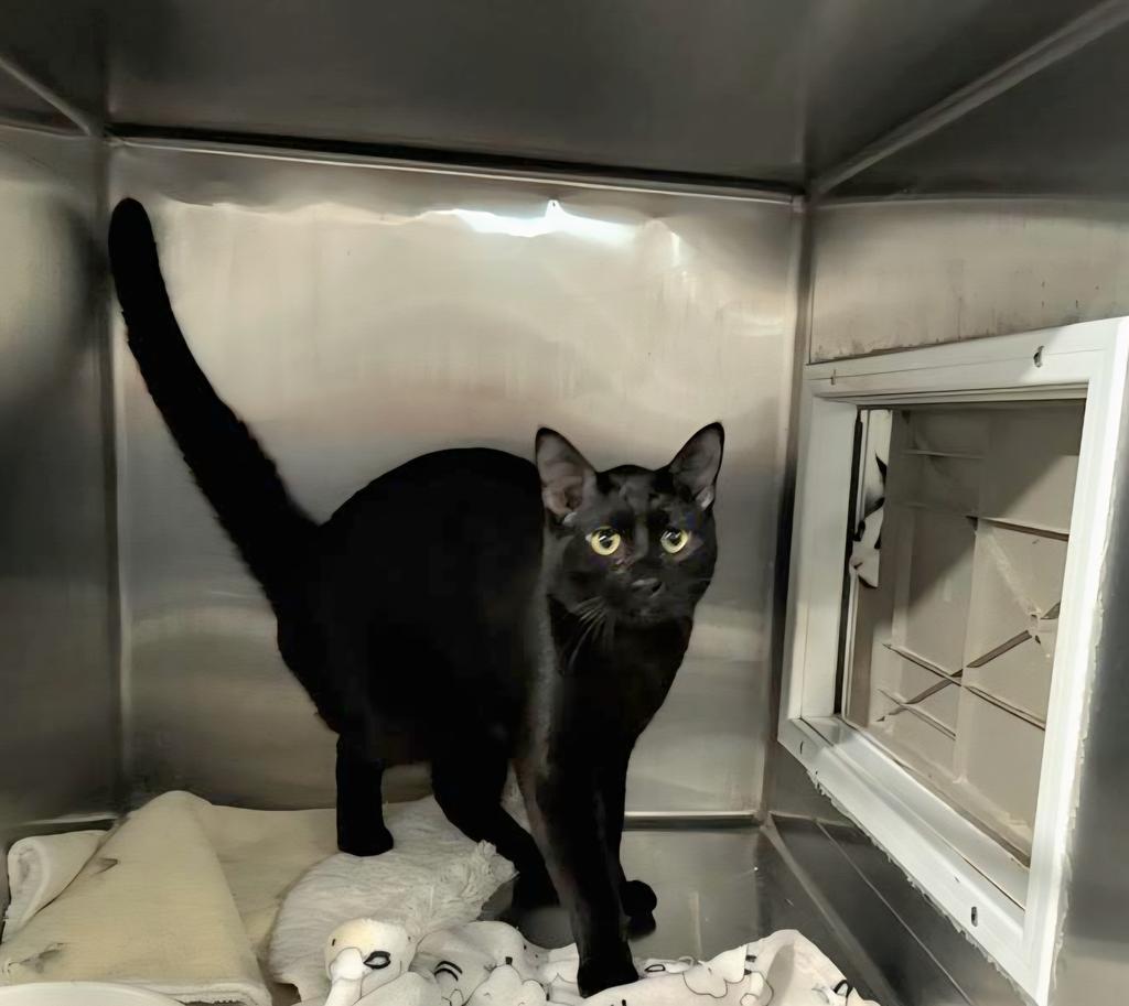 Enlarge Thomas  (Tomahawk), a Adoptable mixed breed in Pahrump, NV image 2/2