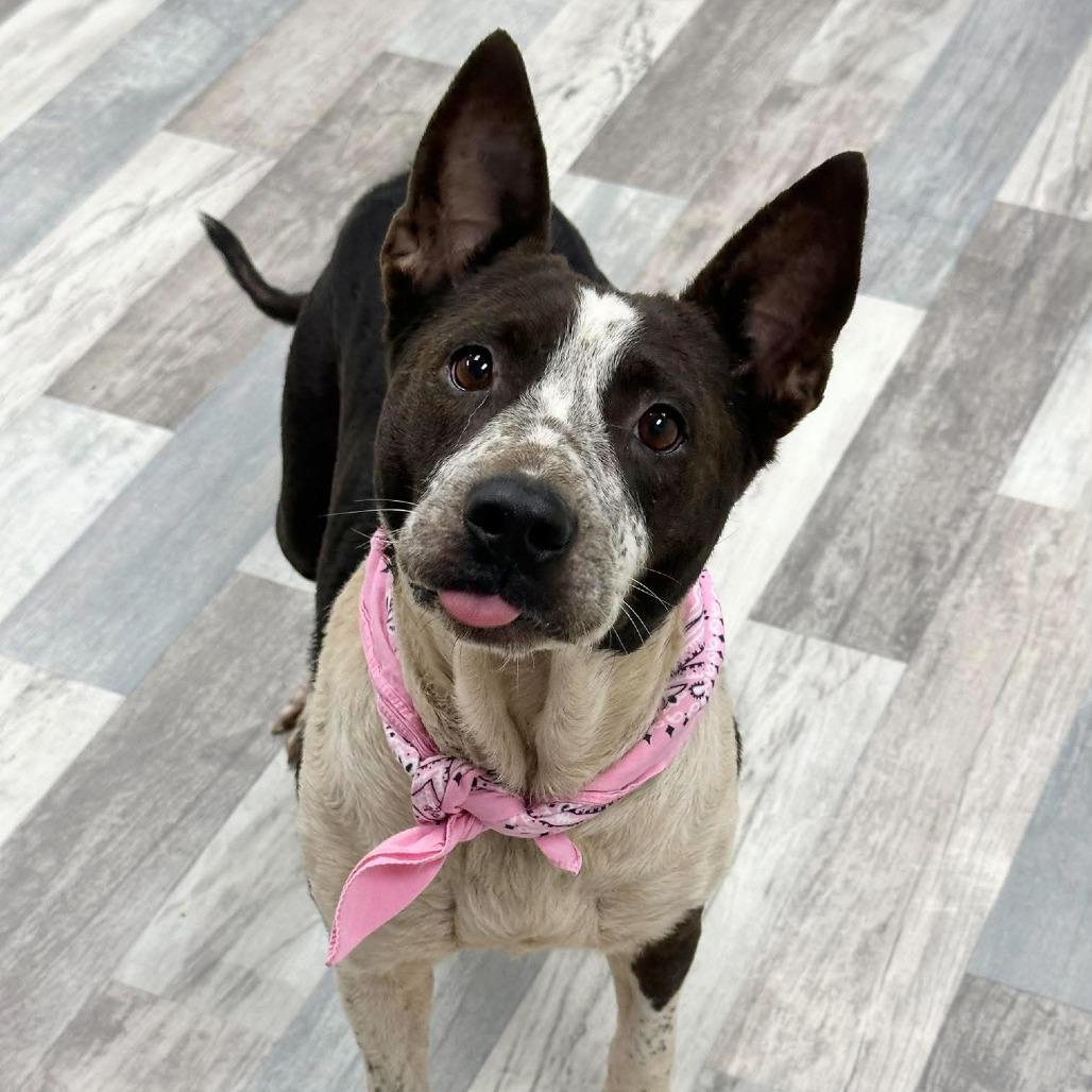 Enlarge Ethel, a Adoptable Mixed Breed in Lufkin, TX image 1/6