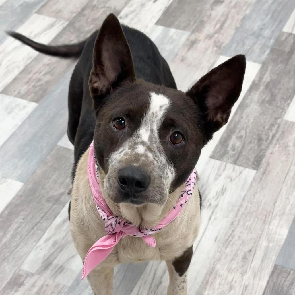 Enlarge Ethel, a Adoptable Mixed Breed in Lufkin, TX image 2/6