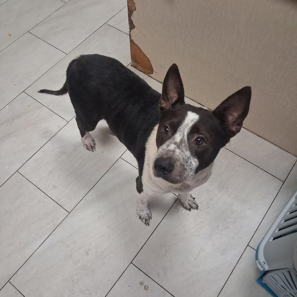 Enlarge Ethel, a Adoptable Mixed Breed in Lufkin, TX image 3/6
