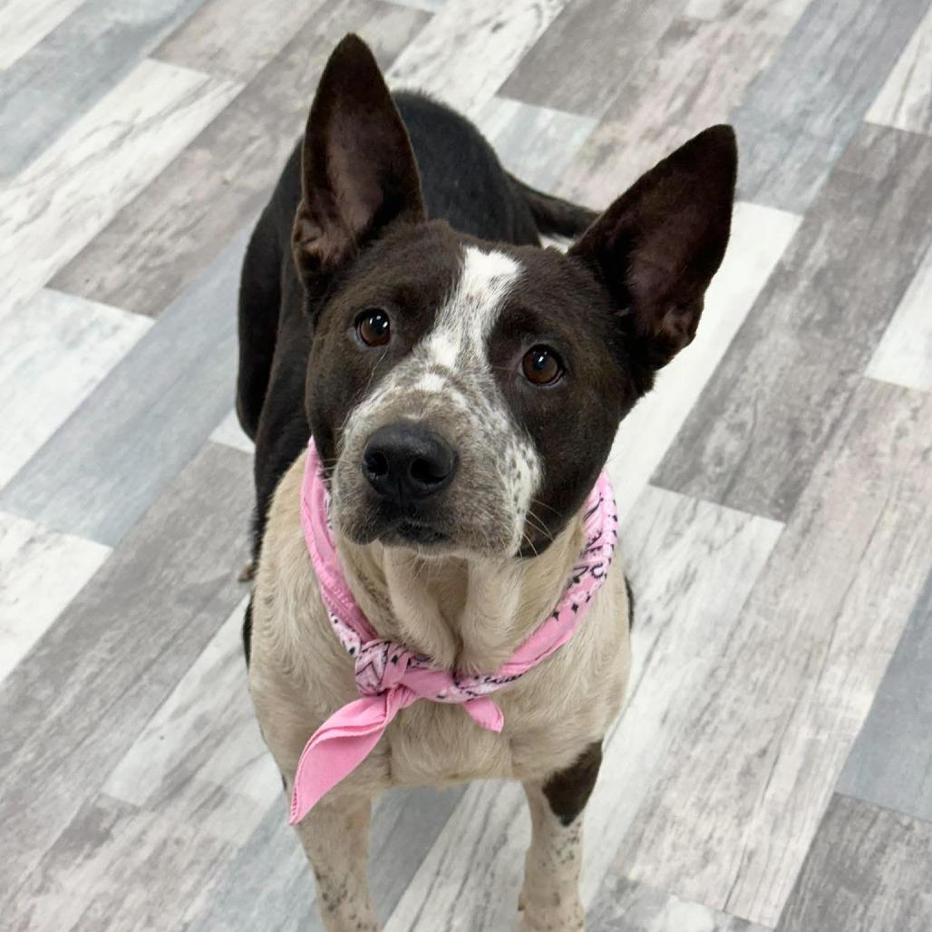 Enlarge Ethel, a Adoptable Mixed Breed in Lufkin, TX image 4/6