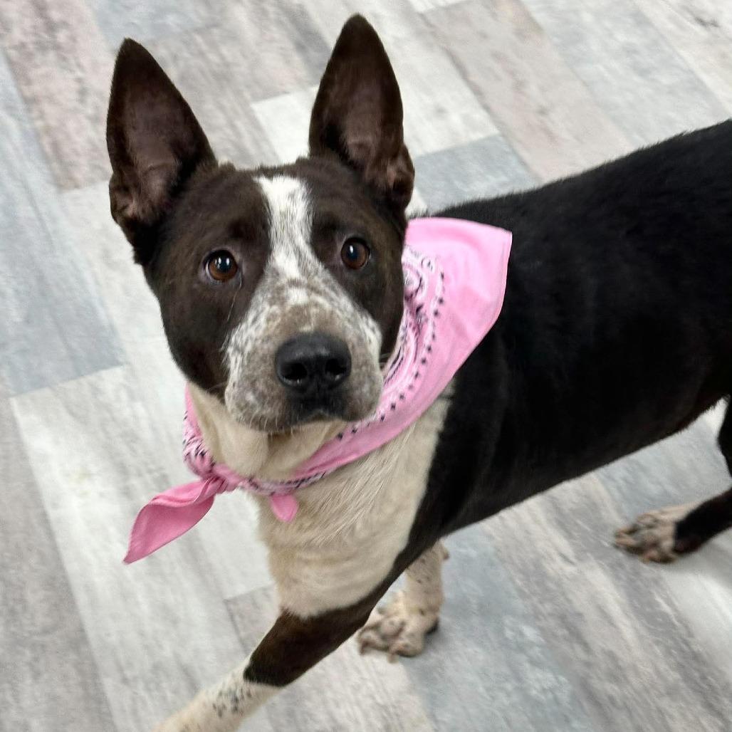 Enlarge Ethel, a Adoptable Mixed Breed in Lufkin, TX image 5/6