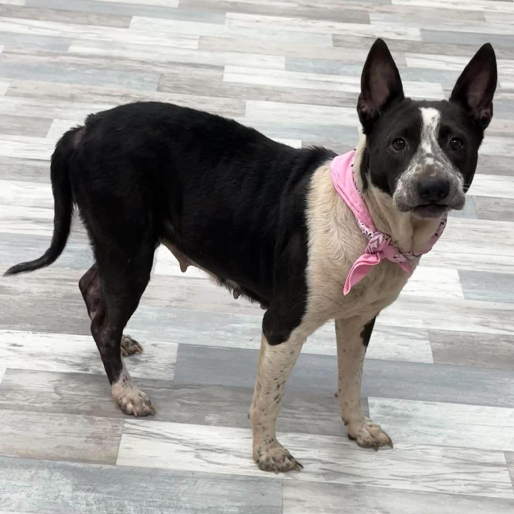 Enlarge Ethel, a Adoptable Mixed Breed in Lufkin, TX image 6/6