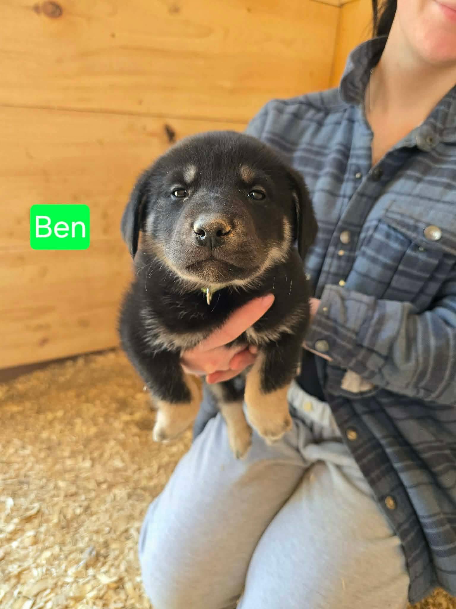 Ben, adopted, Puppy Male Shepherd.