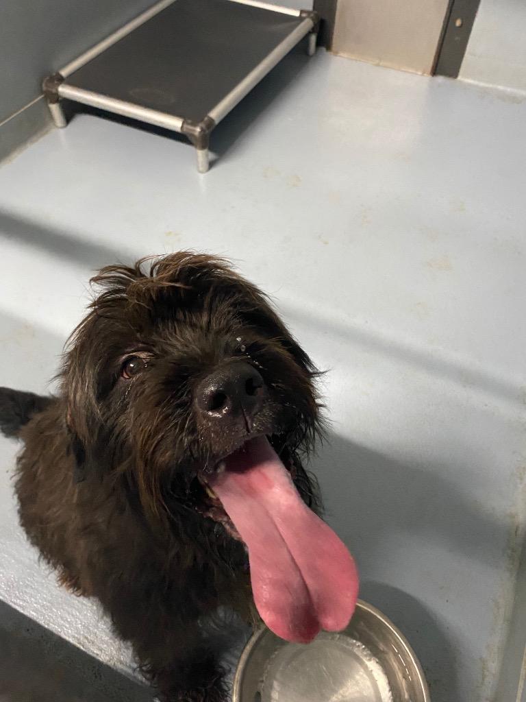 Rosie, Adoptable, Adult Female Mixed Breed.