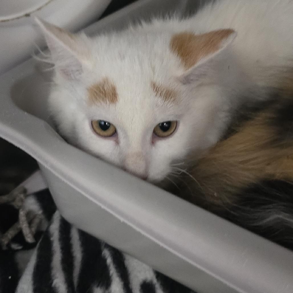 Pixel 25-1470, Adoptable, Young Female Domestic Short Hair.