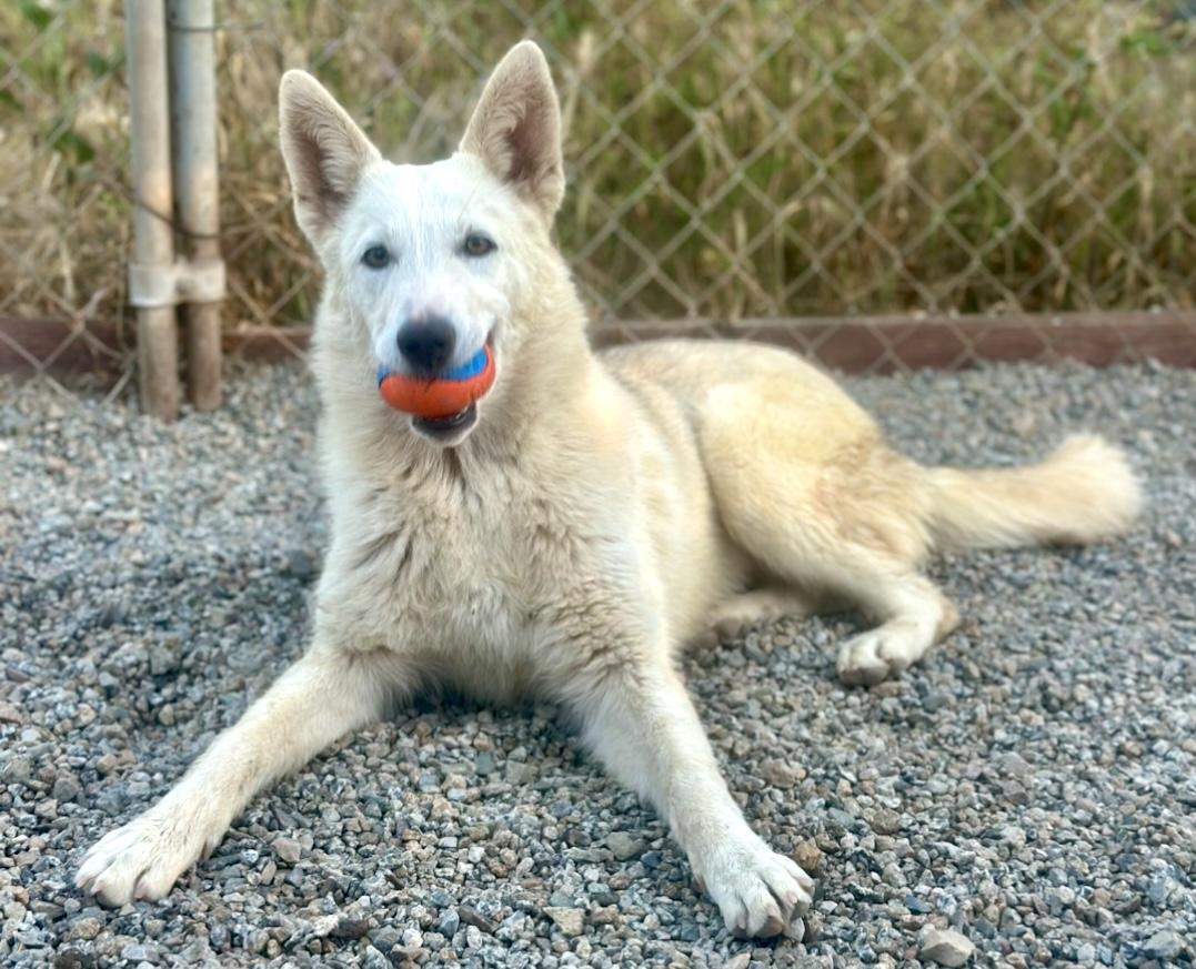 Enlarge Buttons, a Adopted mixed breed in Auburn , WA image 4/6