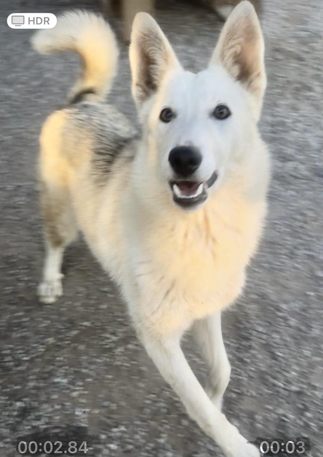 Enlarge Buttons, a Adopted mixed breed in Auburn , WA image 3/6