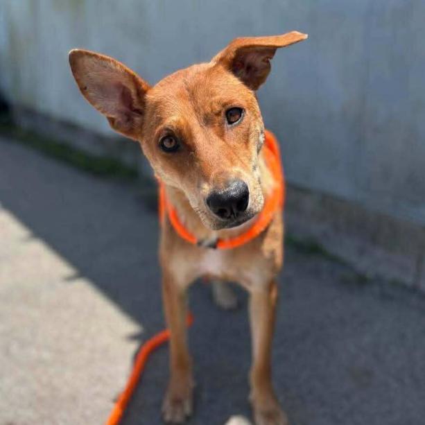 Foxy, Adoptable, Adult Female Husky & Labrador Retriever.