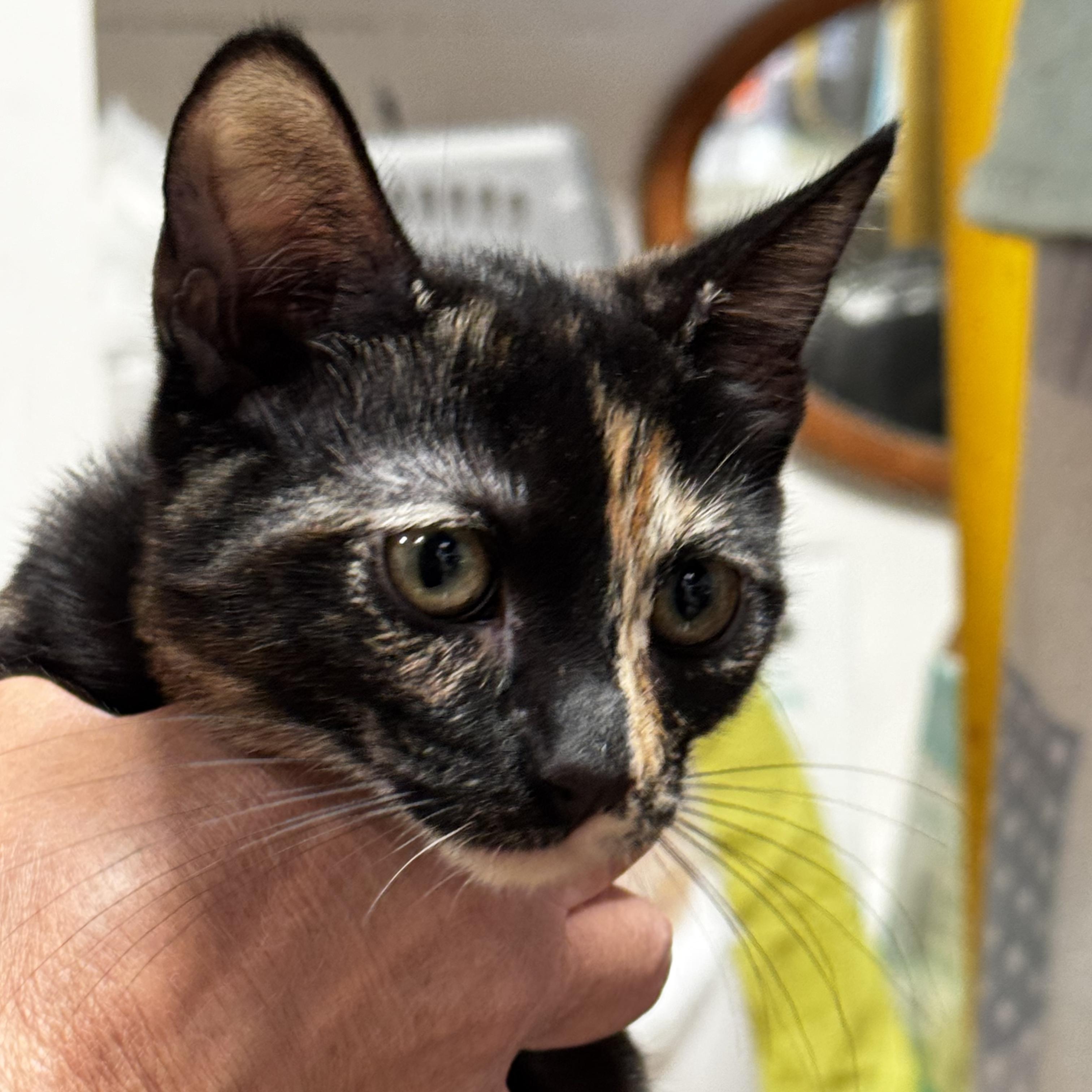 Rosario- Observant Tortie, a ADOPTABLE Tortoiseshell in Fountain Valley, CA image 2/3