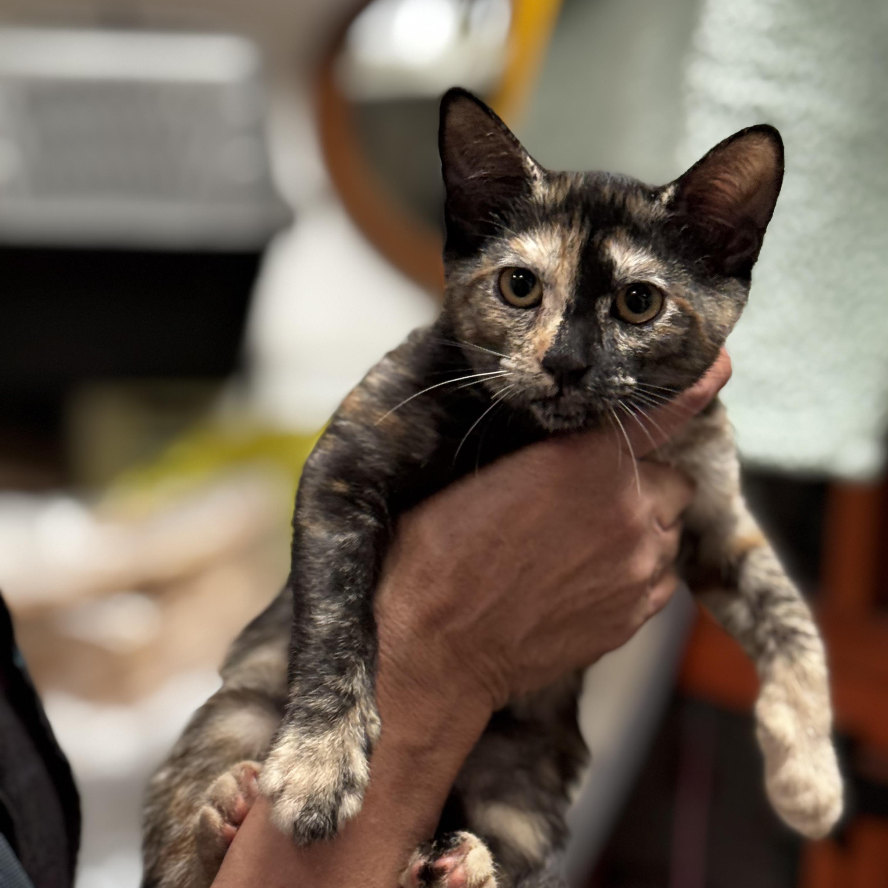 Rosario- Observant Tortie, a ADOPTABLE Tortoiseshell in Fountain Valley, CA image 1/3