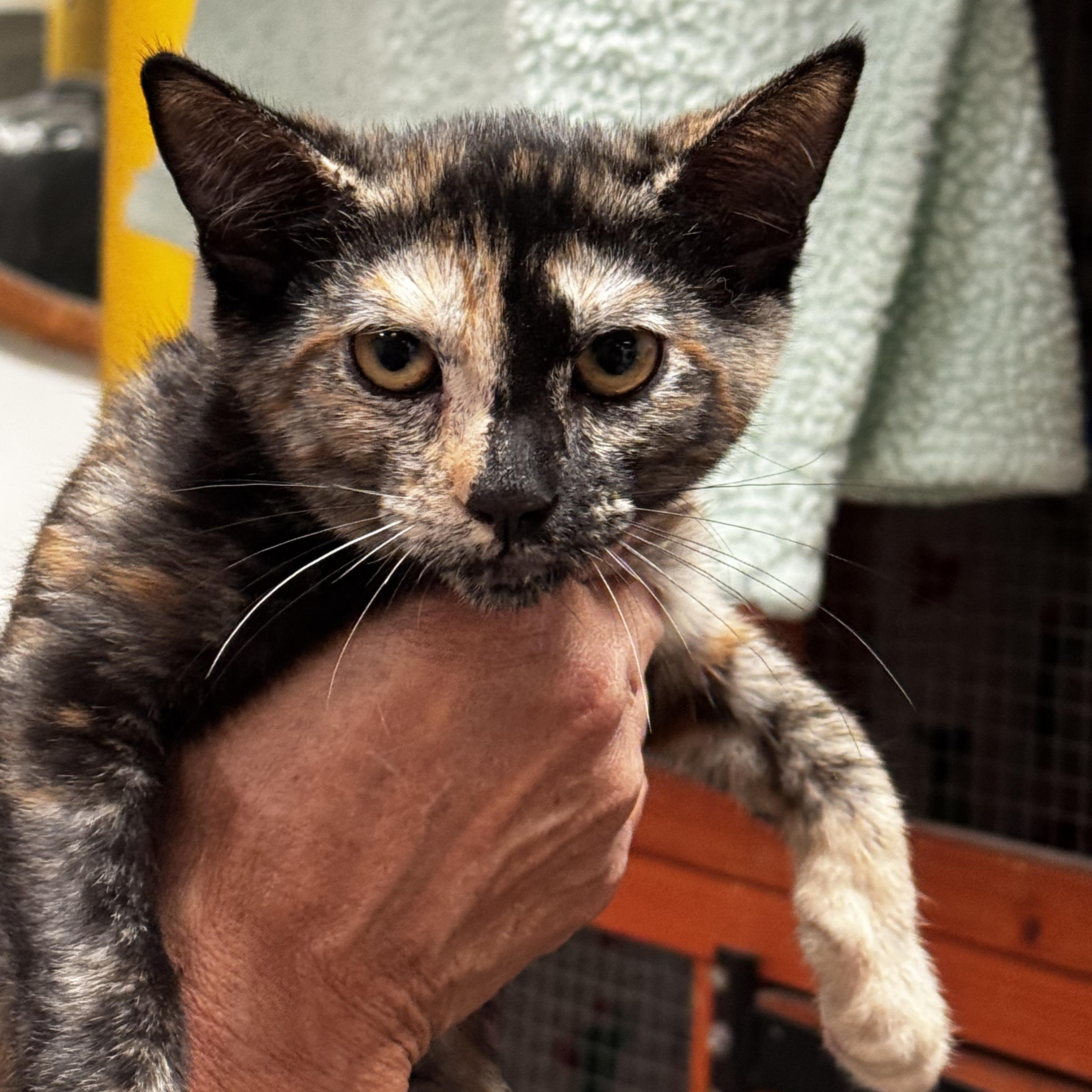 Rosario- Observant Tortie, a ADOPTABLE Tortoiseshell in Fountain Valley, CA image 3/3
