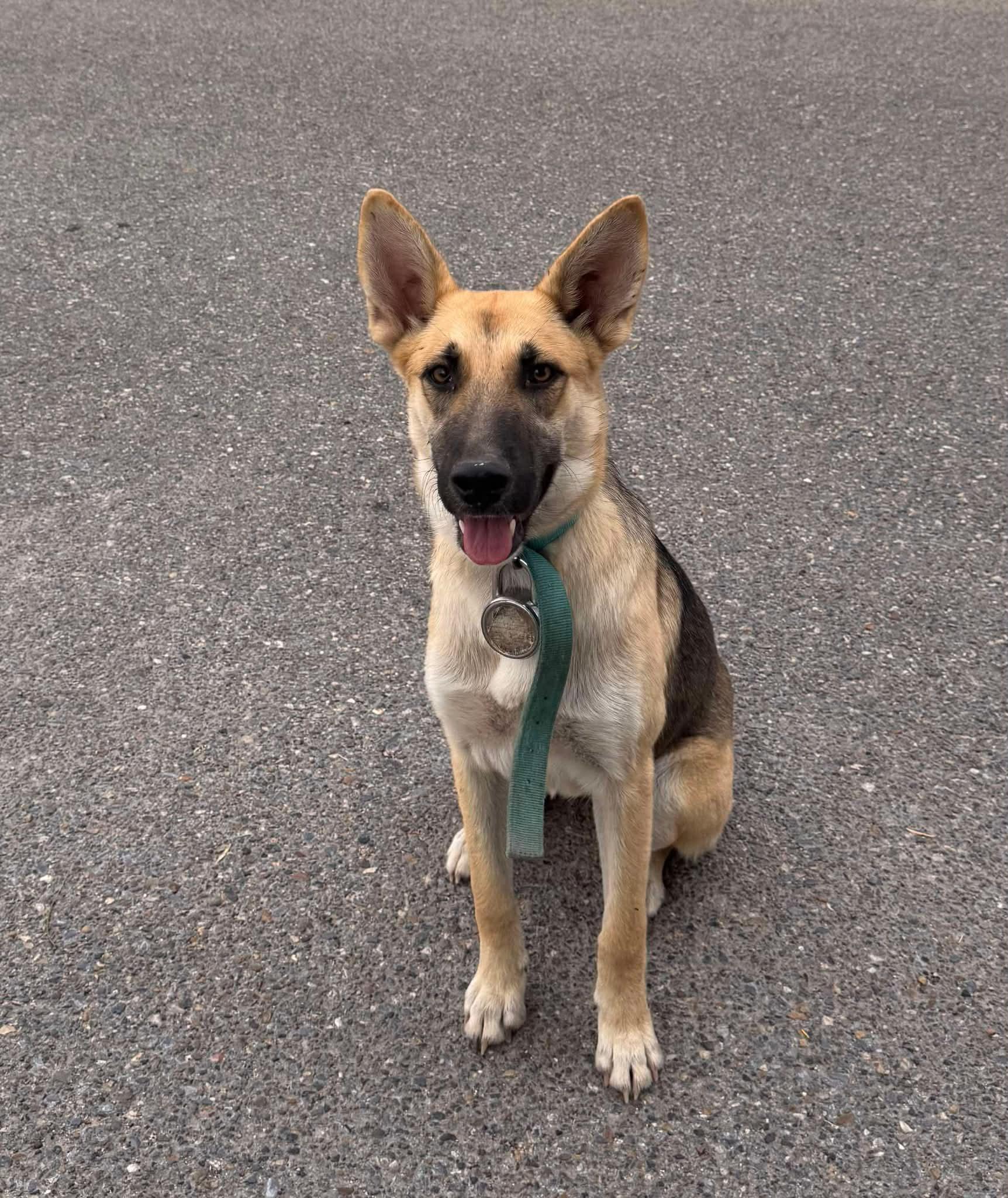 Enlarge Kira, a Adoptable German Shepherd Dog in East Haddam, CT image 1/6