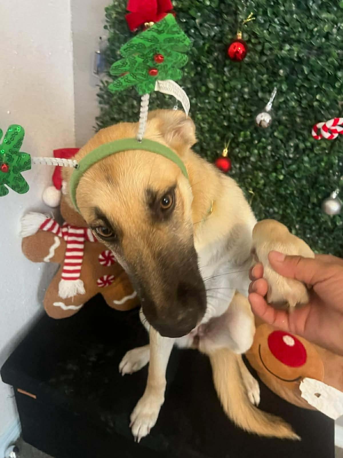 Enlarge Kira, a Adoptable German Shepherd Dog in East Haddam, CT image 3/6