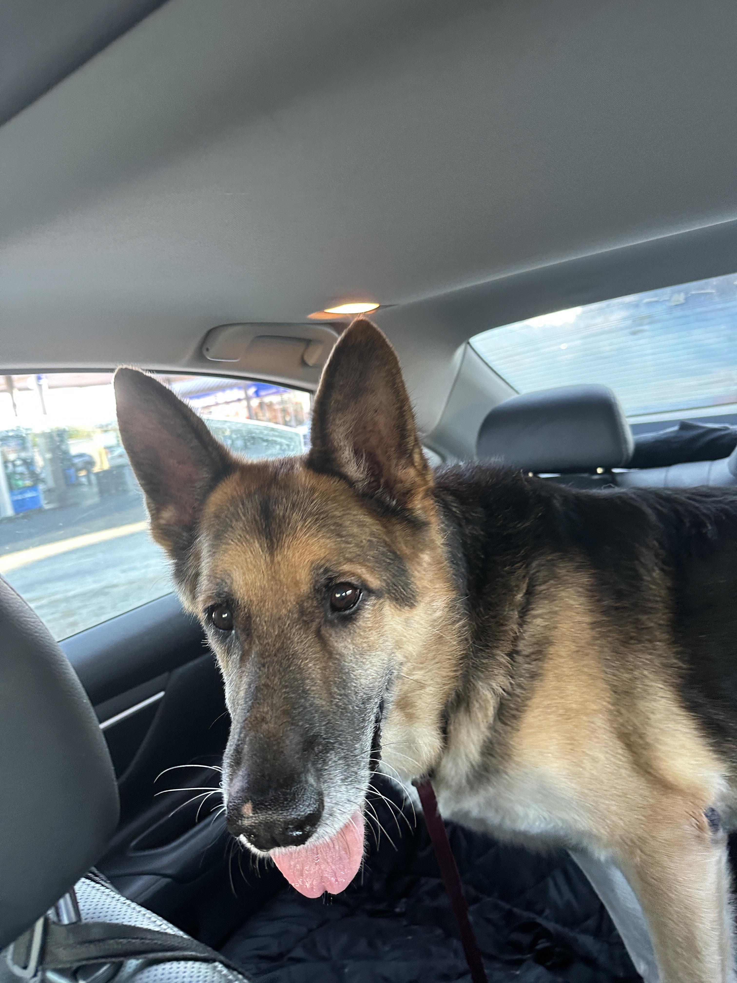 Enlarge Kira, a Adoptable German Shepherd Dog in East Haddam, CT image 5/6