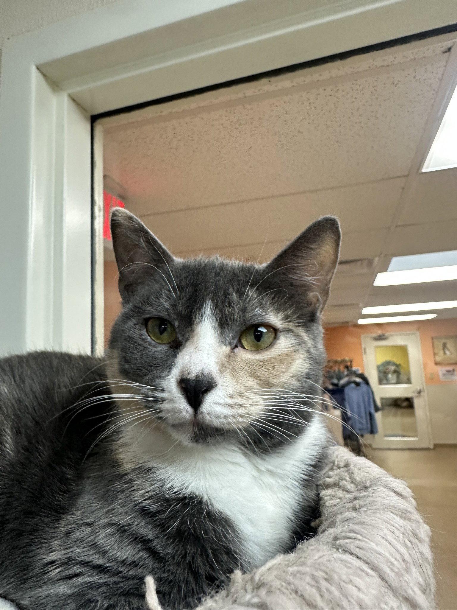 Serafina, Adoptable, Young Female Domestic Short Hair.