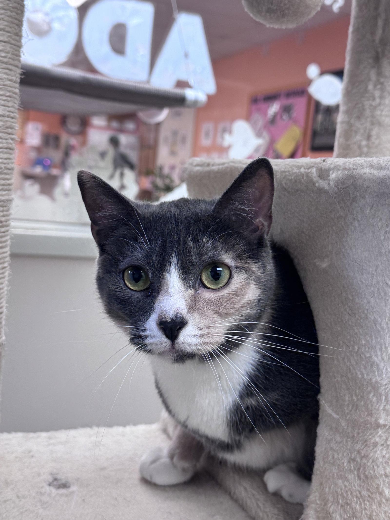 Serafina, Adoptable, Young Female Domestic Short Hair.